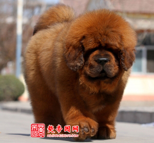 刚带回家的小藏獒如何喂养？封面