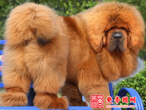 如何提高母藏獒发情率、受胎率？封面