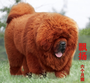 藏獒—男人的宠物！封面