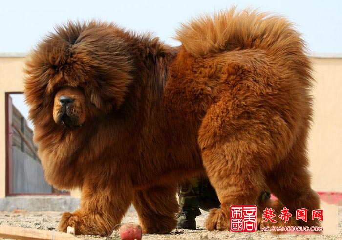 怎样挑选好的藏獒封面