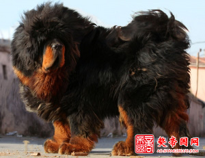 獒帝国网专家教您藏獒选购技巧封面