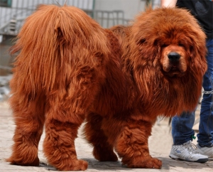 哪些因素会影响藏獒的性格？封面