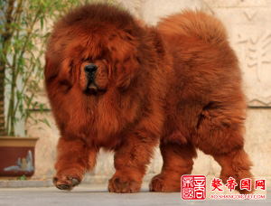 期待精品，为青岛豪骏獒业喝彩！！封面