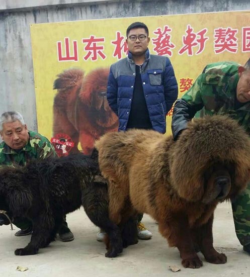 不一样的“火之极限”,獒界最火莫过于“真怪火”!封面