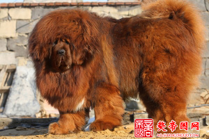 【烟台红毛兽獒园】种公红虎兽亮相 震撼獒坛封面