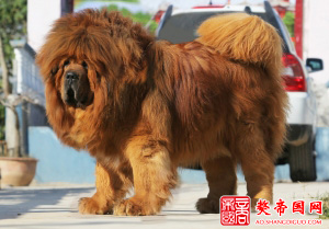 【大连鼎晟獒园】又添獒界新星！！！封面