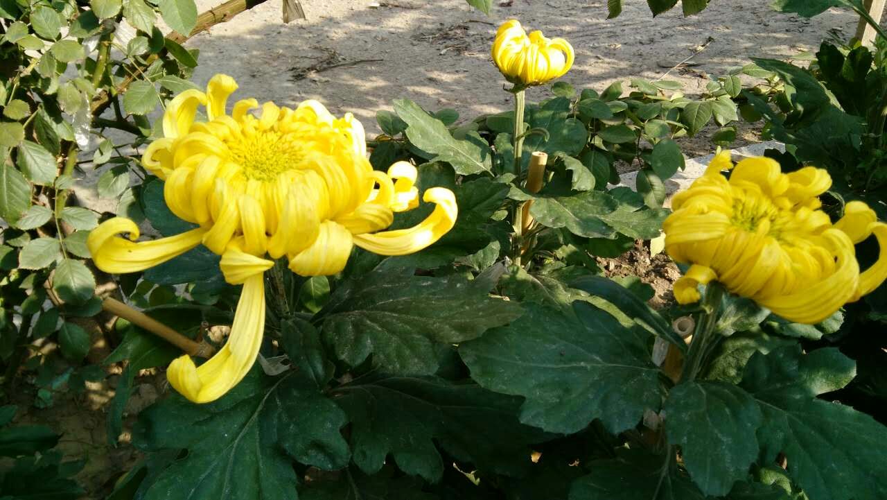 咏菊封面