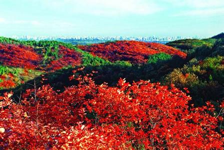 同题诗赛(25-1)《雪绒花》《枫红》赏析【古诗词曲赋】封面