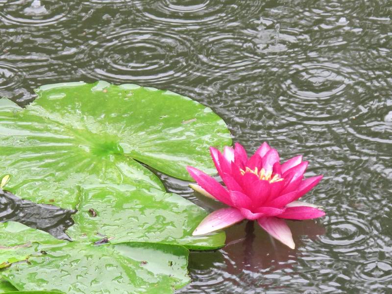 【随笔】雨中自勉封面