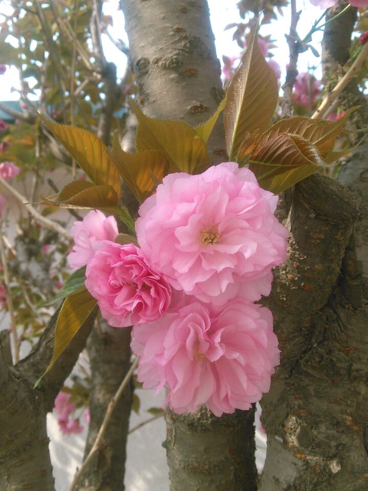 青春絮语（小说）封面