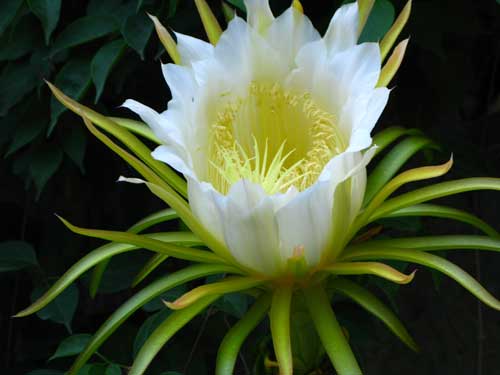 昙花一现，只为韦陀，你不知道的凄美故事【附诗】封面