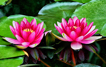 《醉花阴》两首封面