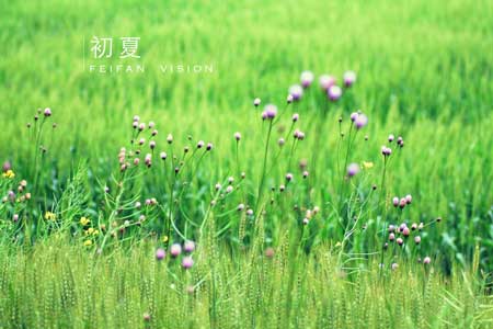 [会员诗赛（10）—《初夏》]诗作赏析封面