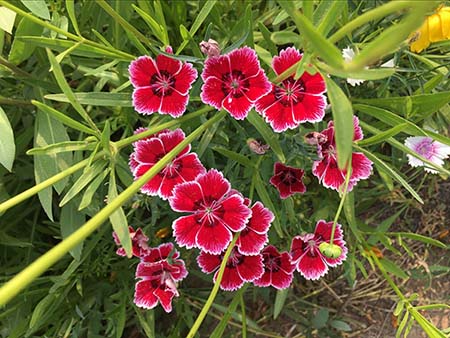 《蝶恋花》封面
