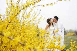迎春花封面