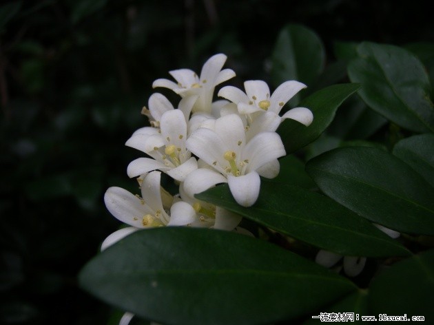 【清雅阁】八月桂子香（诗歌）封面