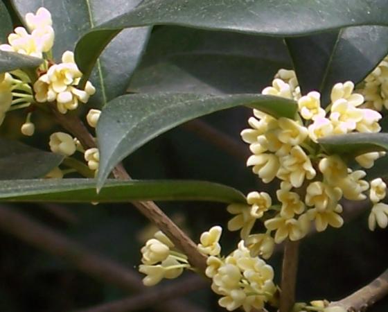 同题诗赛(21-2)《桂花香》《栈桥月色》赏析【自由体诗】封面