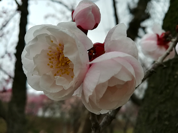 暗香封面