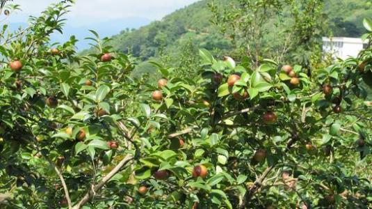 满江红   油茶颂 （平韵体）封面