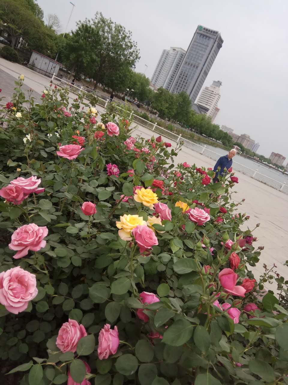 七绝  月季封面