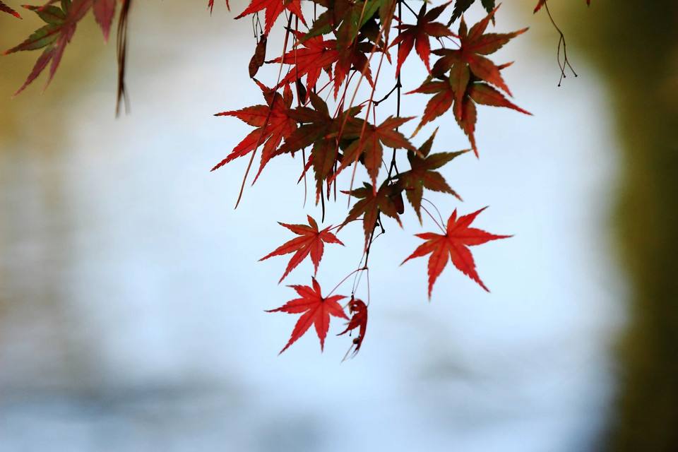 采莲子·枫叶(八庚)封面
