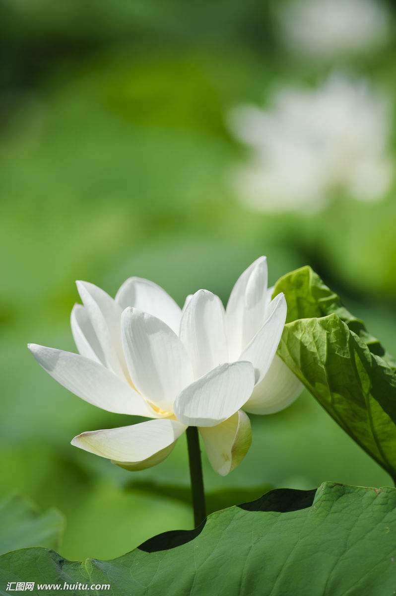 鹧鸪天·因君封面