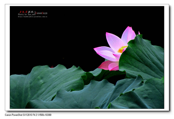 蝶恋花与花恋蝶（串诗词曲情书篇）封面