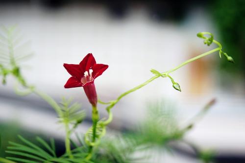 茑萝（七绝）封面
