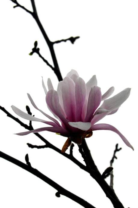 争春(七绝)封面