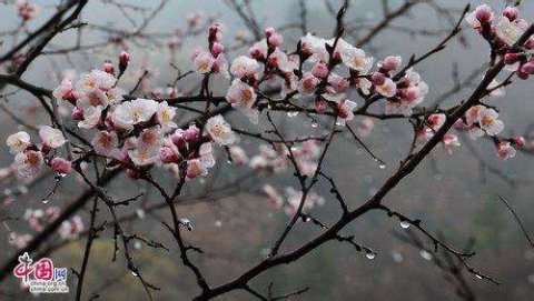 杏花春雨封面