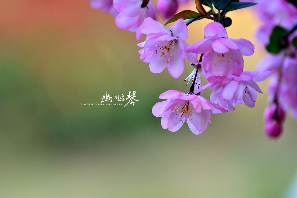 《  我有一树花朵 》封面
