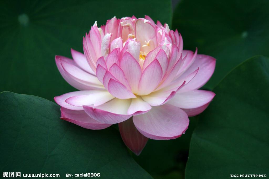 荷塘封面