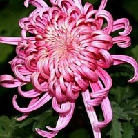 粉菊封面