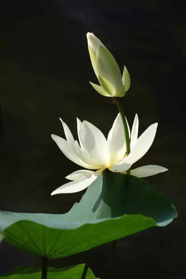 我心静默封面