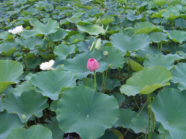 万顷荷塘无穷碧，根根叶叶永世香封面