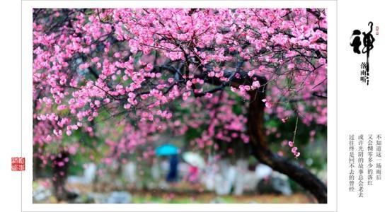 落雨听花封面