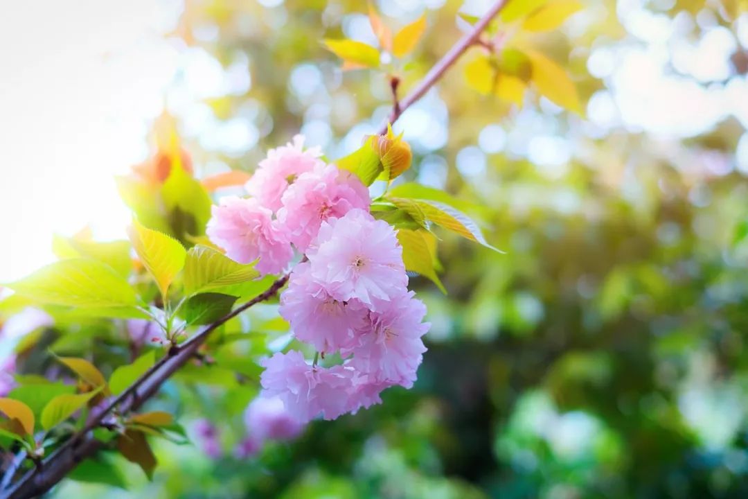 【原创】春暖花开封面