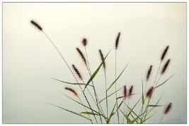 寸草春光——教师节凌晨感赋封面