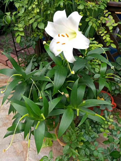 观花有感封面