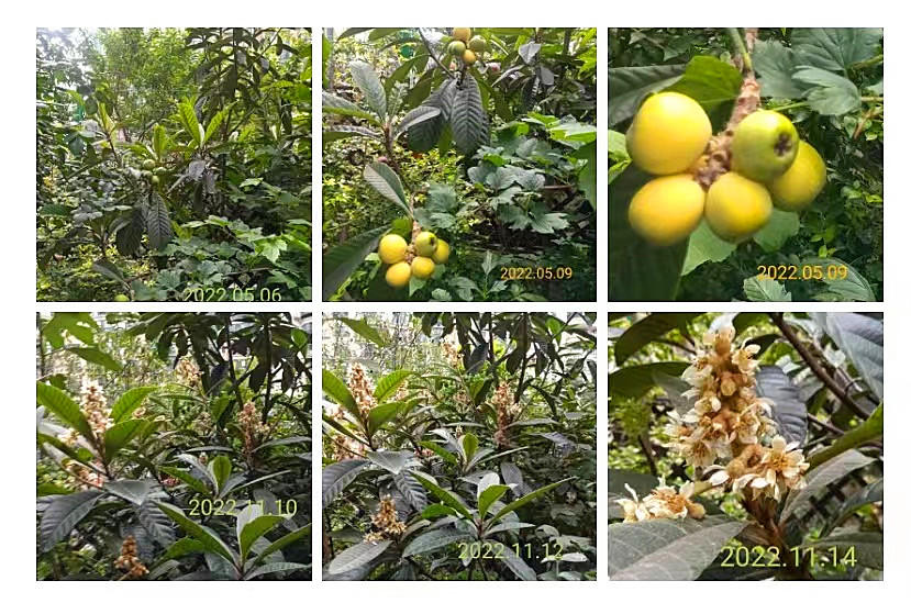 冬月里的枇杷花封面
