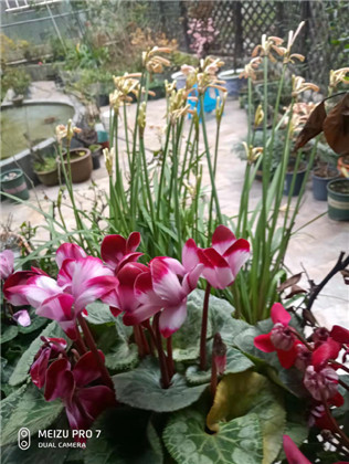小园春暖花先知封面