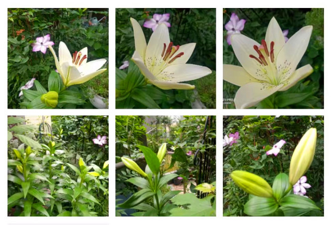 永远的百合花封面