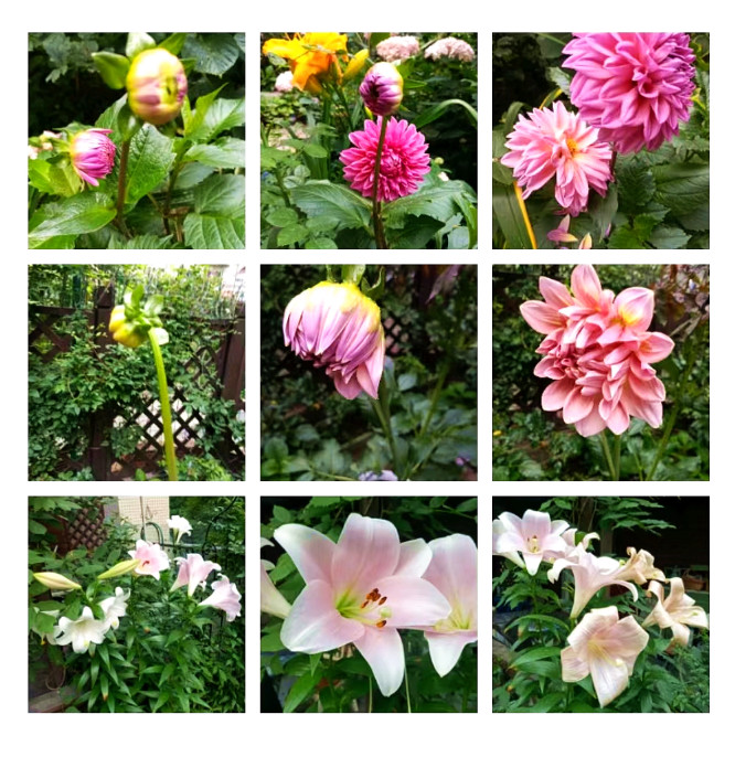 人生如花，花如人生封面