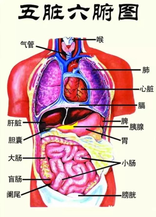 五脏六腑，脏与腑封面