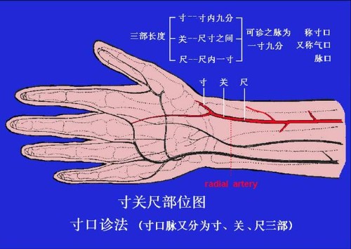 寸关尺（寸脉、关脉、尺脉）封面