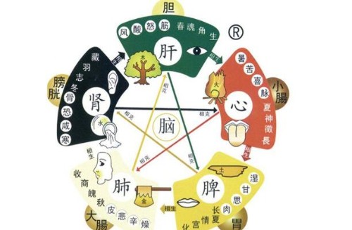 五脏六腑的“官职”封面