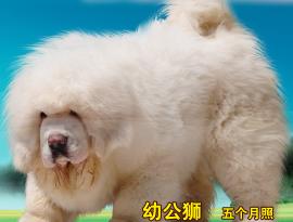 青岛恒祥精品藏獒山庄头像
